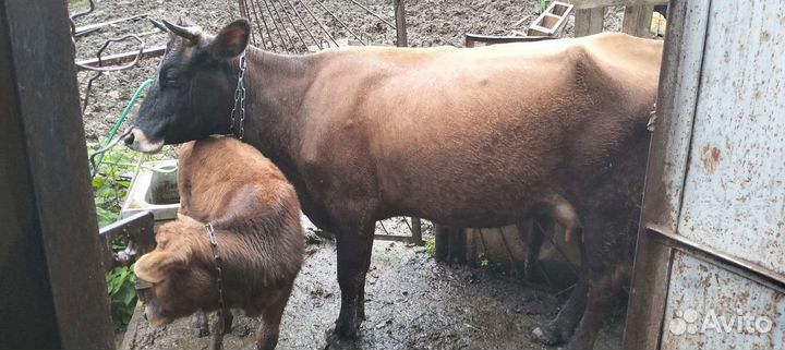 Корова дойная с теленком