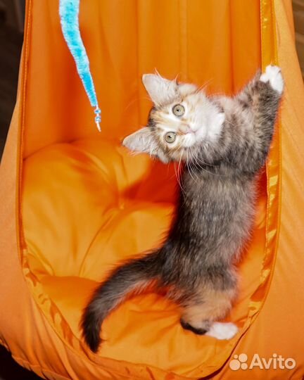 Котенок в добрые руки