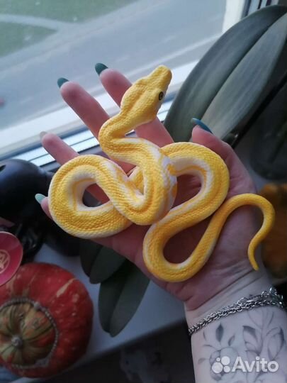 Фигурка Derri Animals. Тигровый питон