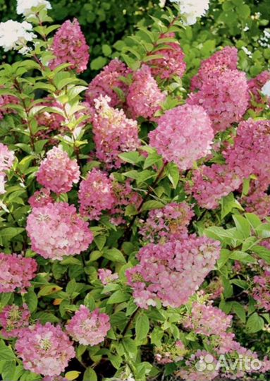 Гортензия метельчатая