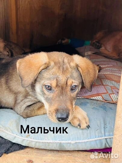 Щенок в добрые руки