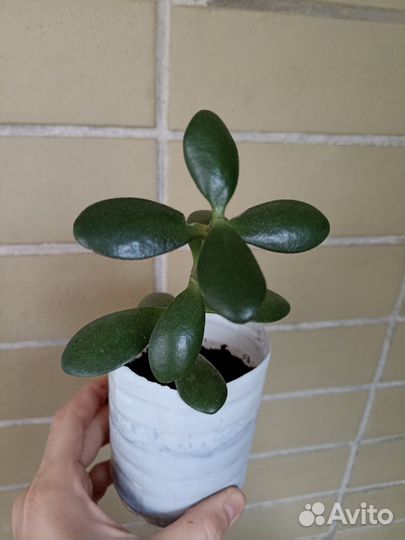 Денежное дерево толстянка