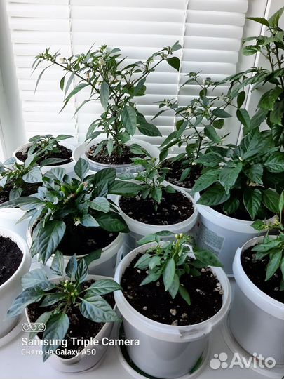 Комнатный перчик острый и съедобный