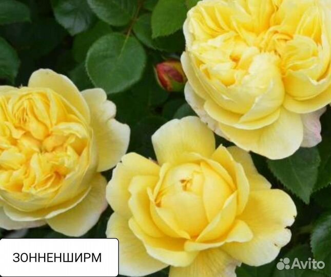 Почвопокровные розы