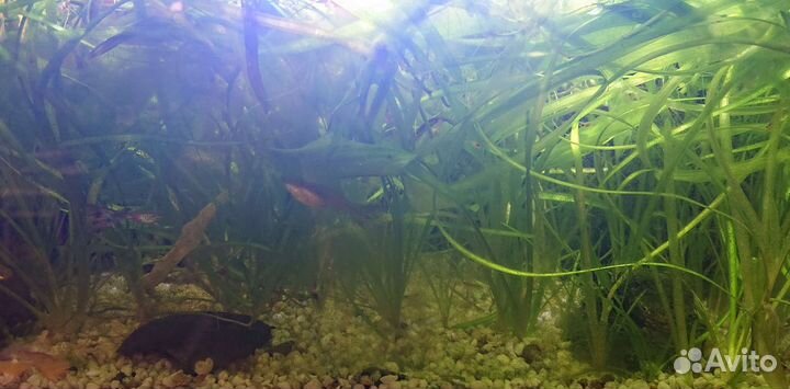 Аквариумные растения, валлиснерия