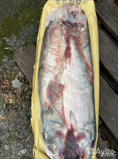 Рыба. Камбала, кета, горбуша, щука