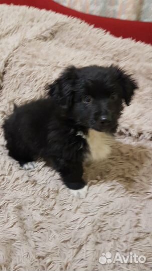 Маленькая собака