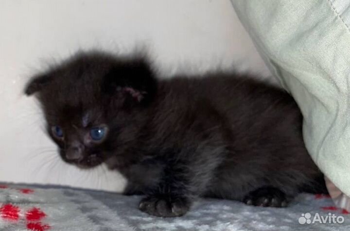 Отдам в добрые руки