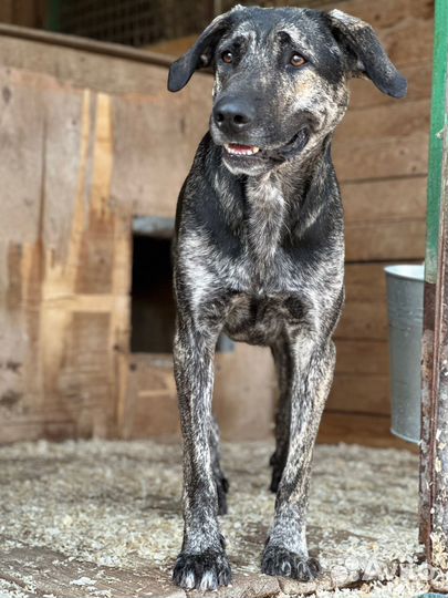 Собака из приюта