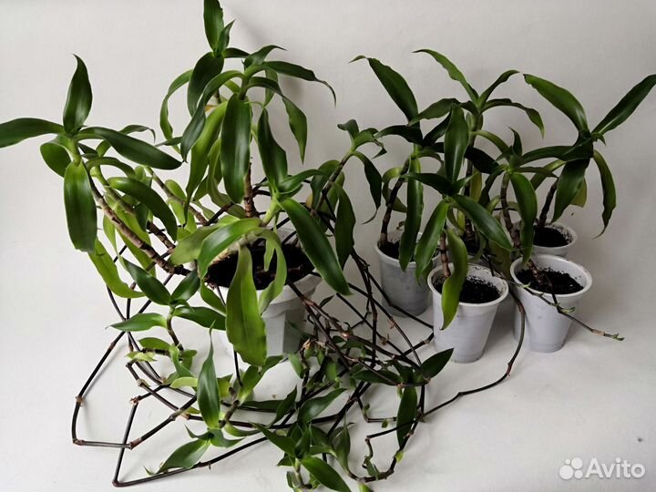 Золотой ус, Коллизия душистая