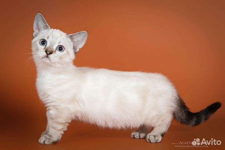 Манчкины кошки