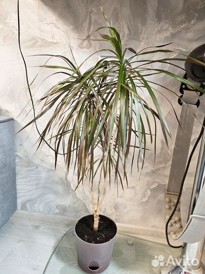 Драцена узколистная