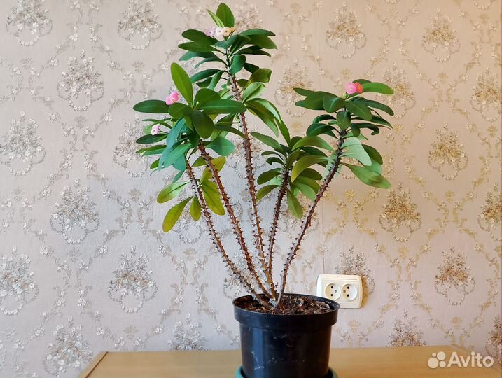 Кислица, молочай