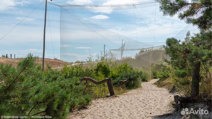 Куршская коса с посещением орнитологической станци