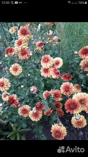 Хризантема,астра многолетняя(сентябрина)