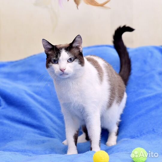 Кот Шуша ищет дом