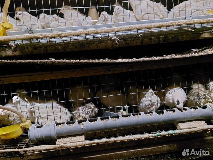 Инкубационные перепелиные яйца