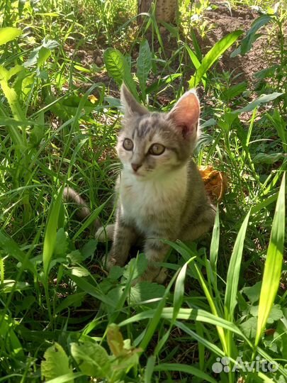 Котята в добрые руки бесплатно