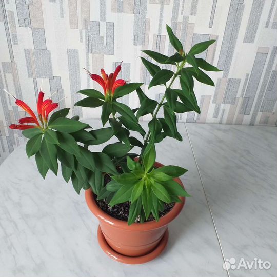 Эсхинантус