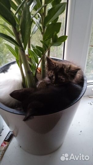 Котята отдам бесплатно