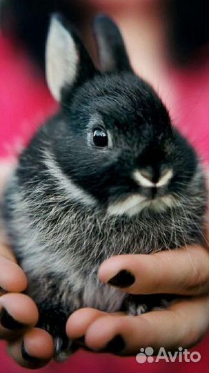 Кролики карликовые декоративные