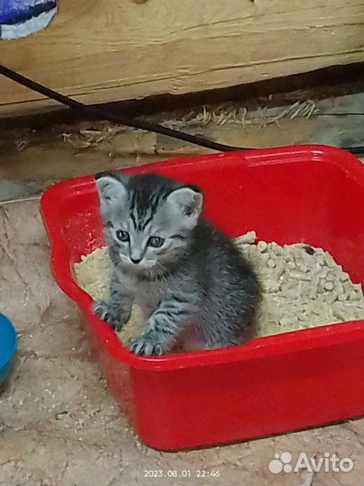 Сибирская кошка