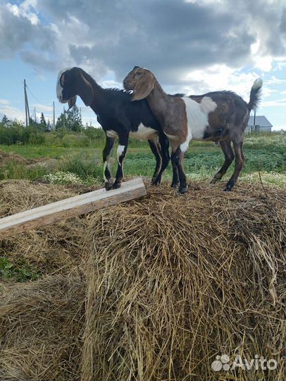 Нубийские козы