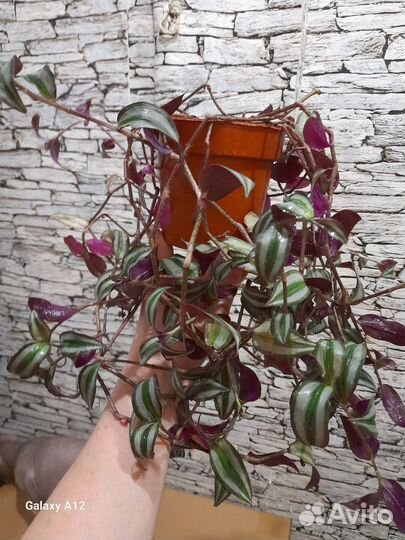 Каллизия, трагесканция