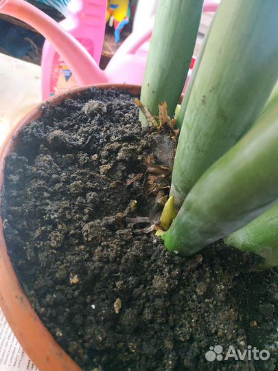 Замиокулькас