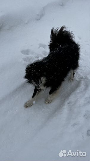 Собака кобель