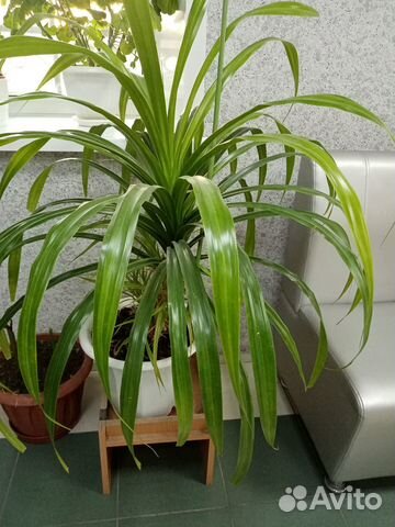 Пальма панданус(винтовая пальма)