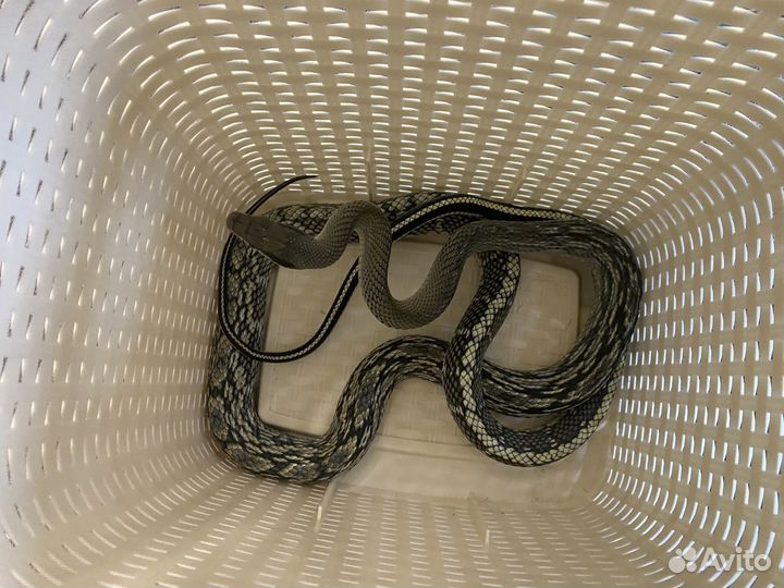 Змея Голубой тонкохвостый полоз блю бьюти