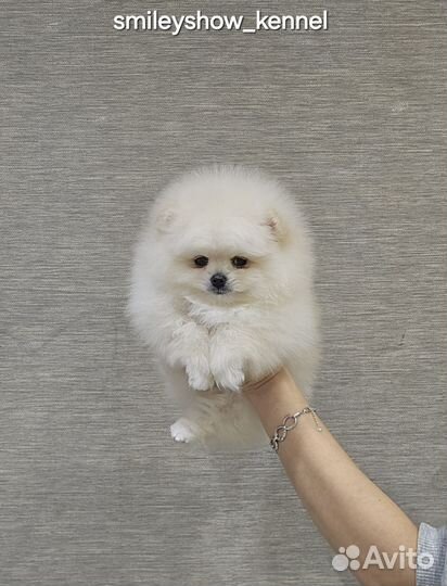 Шикарная девочка, без брака. РКФ. Видео