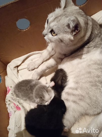 Отдам котяток