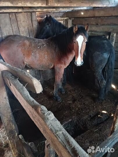 Продам лошадей два года на откорме