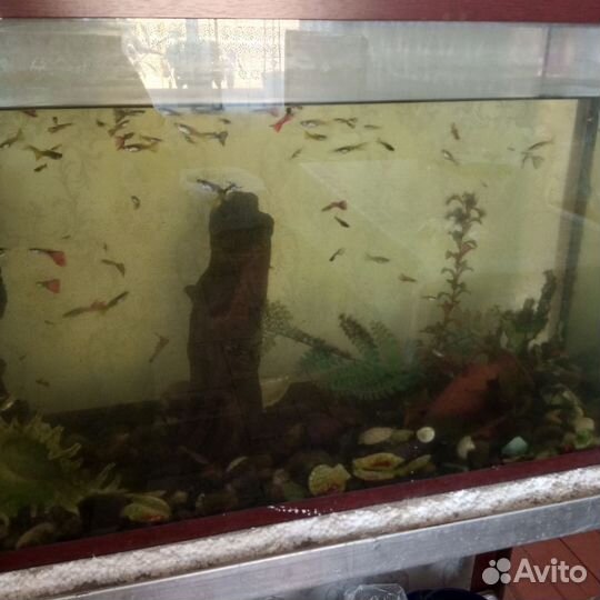 Рыбки Гуппи