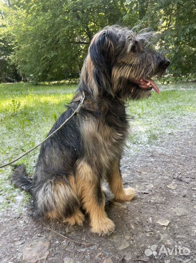 Герочка-красавица в самые лучшие руки