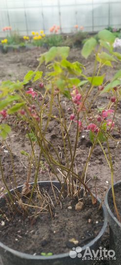 Растения для сада