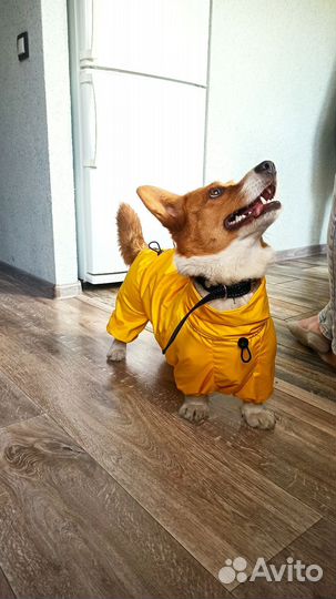 Дождевик для собаки