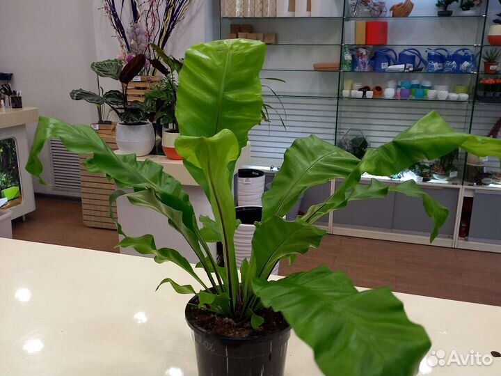 Комнатные цветы