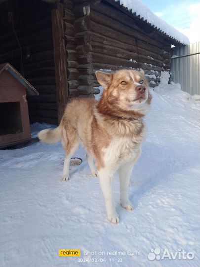 Щенки сибирской хаски