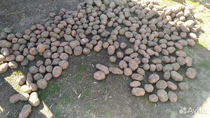 Продам картофель едовой