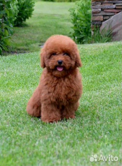 Щенки пуделя Питомник РКФ