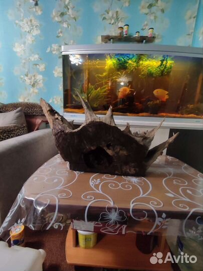 Корень дуба