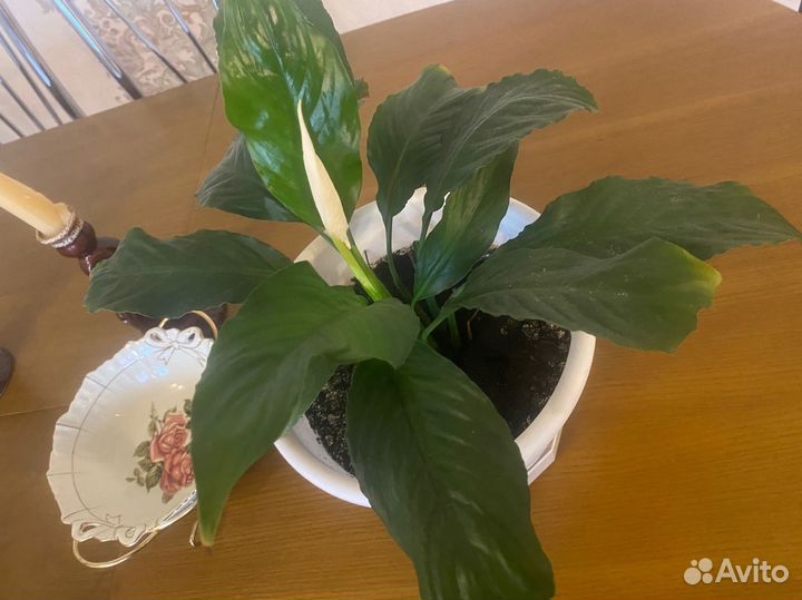Комнатные цветы