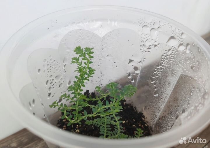 Cелaгинeлла унцината