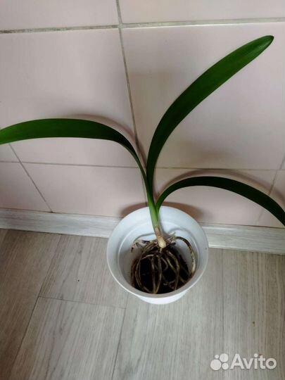 Кливия gardenii желтая