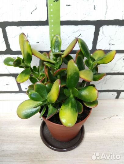 Крассула вариегатная