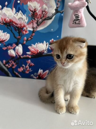 Шотландские вислоухие котята золотая шиншилла