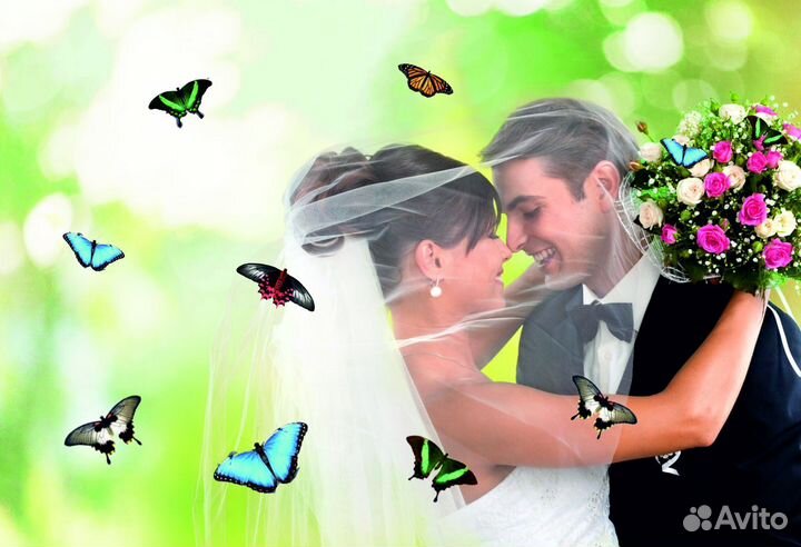 Салют из 20 Живых Тропических Бабочек с/б-332